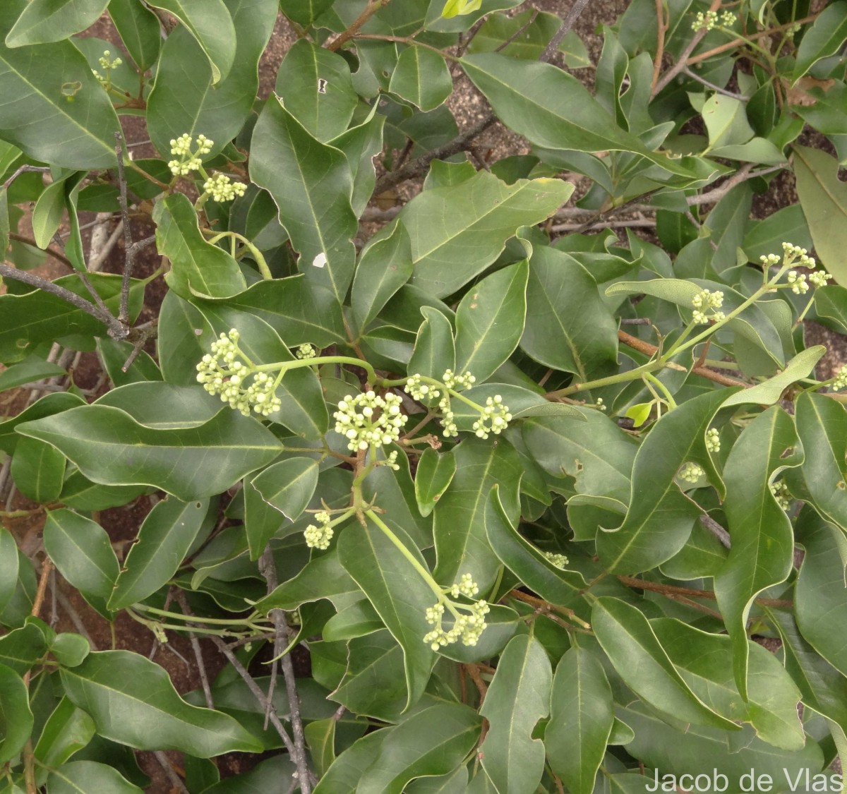 Walsura trifoliolata